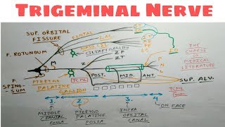 Trigeminal Nerve  Part 5  Opthalmic and Maxillary Division  Diagram [upl. by Zelikow]