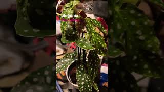 Begonia Maculata plants [upl. by Rempe]