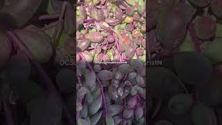 Harvesting Ruby Necklace Succulent AKA Othonna Capensis succulant gardening succulentvarieties [upl. by Conley]