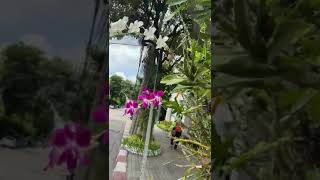 bangkok on the road have Orchid flower beautiful thaistreet thailand [upl. by Quenna239]