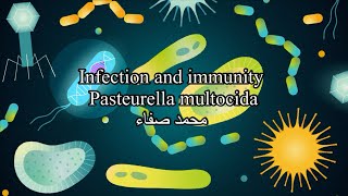 Pasteurella multocida  infection and immuinty [upl. by Edorej]