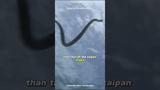 Belchers sea snake  The most venomous snake in the world [upl. by Osithe]