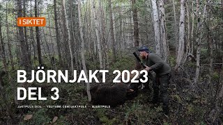 Björnjakt 2023 del 3 [upl. by Nyrehtac488]