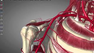 Axillary Artery Tutorial [upl. by Negrom239]