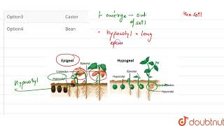 Germination is hypogeal in [upl. by Griggs]