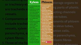 Xylem vs Phloem  Key Differences in Plant Transport Systems Explained [upl. by Nailimixam]