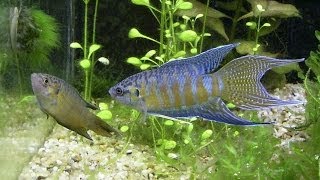 Species Profile 2 The Paradise Fish Macropodus opercularis [upl. by White]