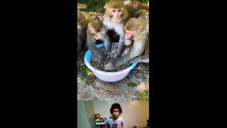 INSANE MONKEY SNACK HEIST 🐒🍈  You Wont Believe What Happens Next [upl. by Atterys]