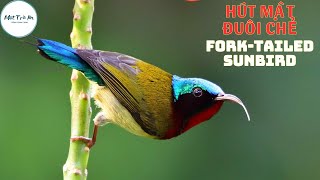 ✅Tiếng chim Hút mật đuôi chẻ ✅Hút mật đuôi nhọn ✅Forktailed Sunbird Aethopyga Christinae [upl. by Miharbi]