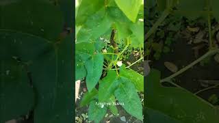 Flowering Vegetbles in my Backyard [upl. by Nicks]