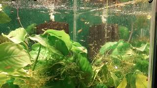 Sawbwa resplendens Asian Rummy Nose  Fry 1 cm [upl. by Ariayek763]