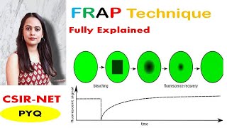 FRAP technique in cell biology FRAPFluorescence Recovery After PhotobleachingL5CSIRNETPYQ [upl. by Harrie]