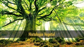 Pergunta Pro Toid PPT  Histologia Vegetal Botânica [upl. by Eima333]