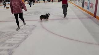 Beaus first Corgi race at the Icebears [upl. by Nilrah]