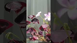 Oxalis Butterfly Plant plantscience4u [upl. by Merralee]