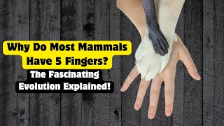 Why Do Most Mammals Have 5 Fingers The Fascinating Evolution Explained [upl. by Nohtiek418]