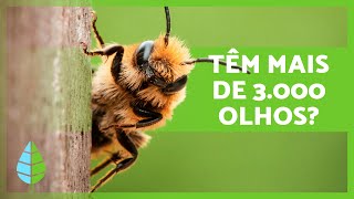 10 CURIOSIDADES sobre as ABELHAS 🐝🍯 Elas sabem raciocinar e calcular [upl. by Ynattir]