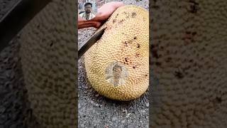 कटहल खाने के फायदे shorts kathal drajaysinghbaghela katahal jackfruit ytshort [upl. by Intruoc]