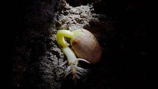 Underground Beans epigeal and hypogeal germination time lapse Filmed over 24 days 4K [upl. by Skoorb289]