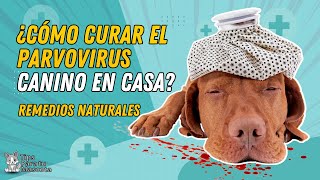 🚑 ANÁLGESICOS NATURALES QUE LE PUEDO DAR A MI PERRO PARA EL DOLOR 🚑 [upl. by Nuoras]