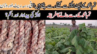 Tobacco Crop Complete Guide Step by Step  Tmbaku ki kheti mukamal maloomat [upl. by Olotrab]