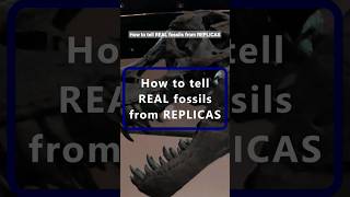 FOSSILS Real or Fake dinosaur science fossil paleontology [upl. by Tonkin]