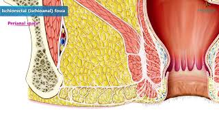 Ischioanal Fossa Isciorectal Fossa Animated Video [upl. by Nosilla]