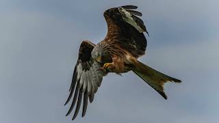 Fourth Week of May back to Red Kites [upl. by Hewie]