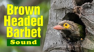 Brownheaded barbet sound and call  Kutroo…Kura Kura communication of Barbets  Familiar bird sound [upl. by Ewan]