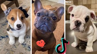 Funny Dogs of TIKTOK  Try Not to Laugh  Cutest TIK TOK Puppies Compilation  Dog Squad [upl. by Davine940]