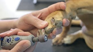 How to Dremel Your Dogs Nails  DoItYourself Dog Grooming [upl. by Westley139]