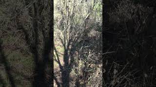 Giant within 10 yards while saddle hunting arkansas bowhunting saddlehunting whitetaildeer hoyt [upl. by Nikoletta]