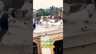 Live Barish struggle😢😢😢 pigeonshit newmusicrelease ytshorts kabutar pigeonloversihs newsong [upl. by Raines]