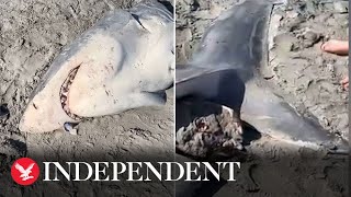 Halfeaten great white shark washes up on Australian beach [upl. by Oehsen101]