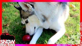 Huskies Love Apples [upl. by Ring]