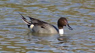 Pintail Duck Call Video Bird Songs Eastern North AmericaSounds of Nature [upl. by Lepp829]