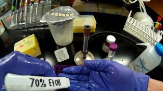 Preparing sterile ampicillin stock solutions [upl. by Nadda]