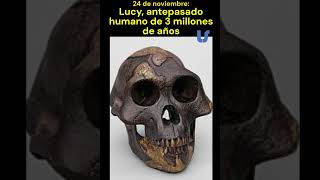 Lucy ancestro humano de 3 millones de años shorts historiacultural culturageneral [upl. by Tadashi]