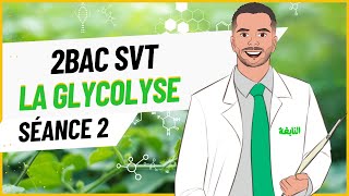 Séance 2  La glycolyse 2Bac SVT [upl. by Aicnelev10]