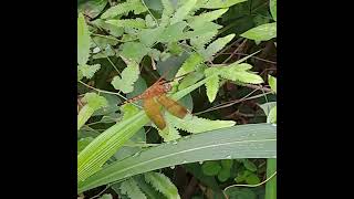 ANOTHER LIGHT BROWN DRAGONFLY insects dragonfly lightbrown insecthabitat grass insectlife [upl. by Radloff488]