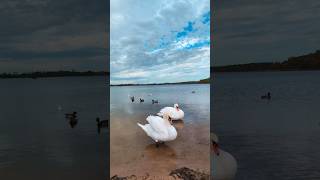 Parka łabędzi swans birds 4k [upl. by Ardnikal]