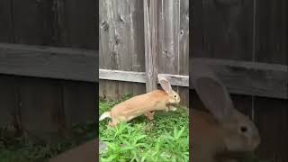 Giant Rabbit Binky Jump Compilation [upl. by Jacquet]