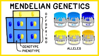 Mendelian Genetics Genotypes Phenotypes and Punnett Squares [upl. by Nnodnarb]