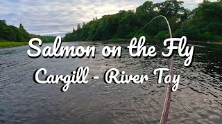 Salmon on the Fly at Cargill  The River Tay [upl. by Eladnyl]