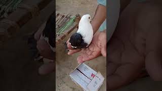 Black Karbalai shortvideo pigeon youtubeshorts [upl. by Adalie969]