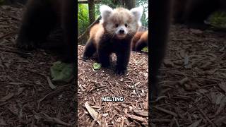 Red panda Cutes Babies shorts animals animalshorts [upl. by Gnilhsa]