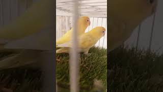 Creamino And Pel fellow Pair commercial birds Forever Bird beautiful parrot red eye Birds parents [upl. by Sherris]