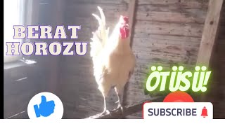 Berat Horozu Ötüsü DenizliHorozu BeratHorozu Horoz sesi [upl. by Leonard]