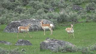 Grisly Bear and Pronghorn at Yellowstone National Park USA [upl. by Zulema]