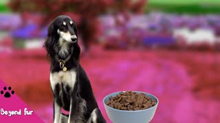 How to Feed Saluki Dogs at Different Ages General Tips [upl. by Akahs820]